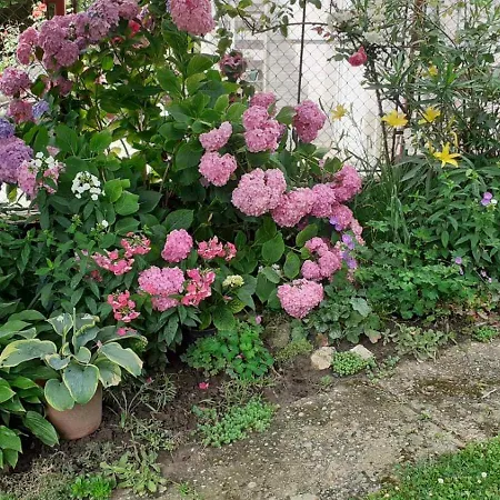 Magdalena * Zalakaros